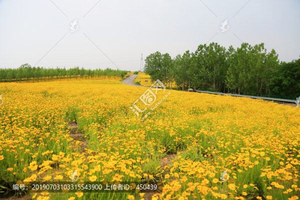 金雞菊