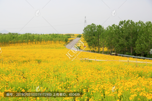 金雞菊