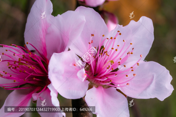 桃花朵朵