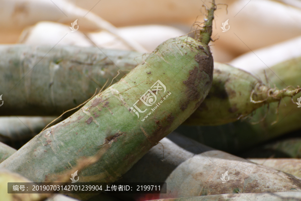 青蘿卜