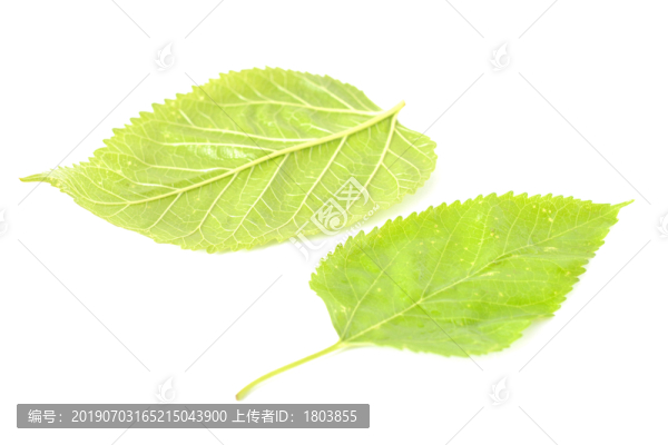 桑樹葉