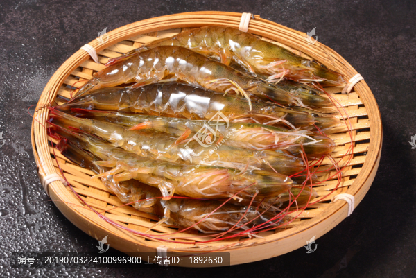 基圍蝦高清圖