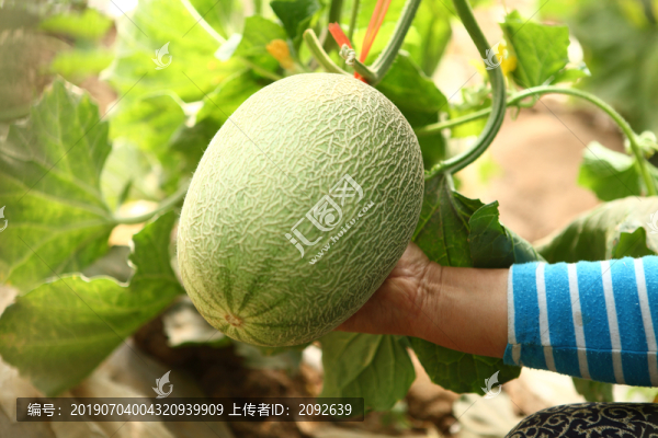 西州蜜哈密瓜