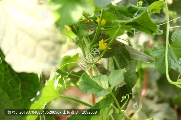 西州蜜哈密瓜