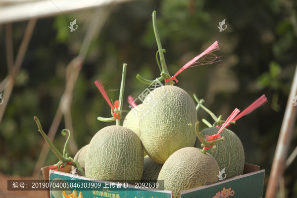 西州蜜哈密瓜