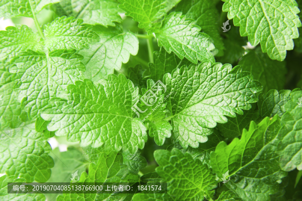 薄荷