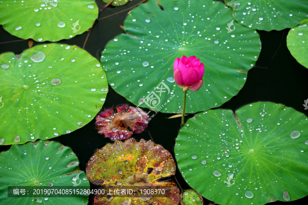 荷花