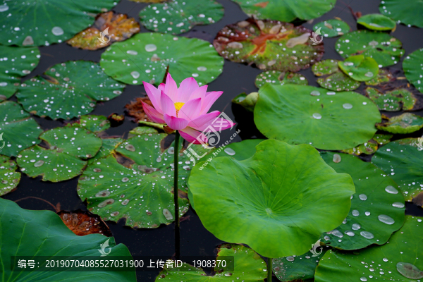 雨后荷塘