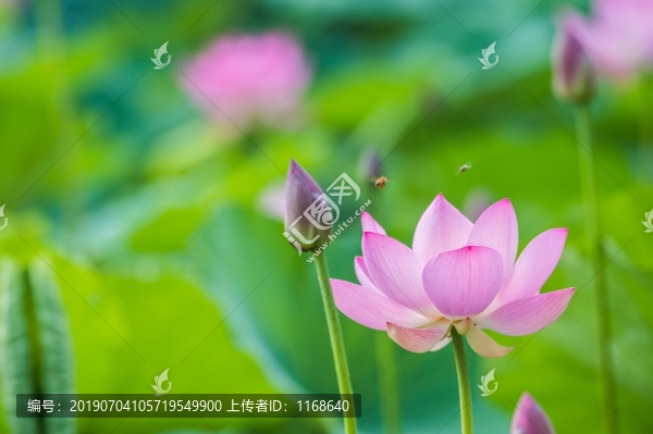 荷花精靈舞動(dòng)盛夏