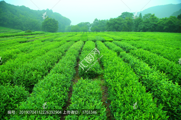 茶園