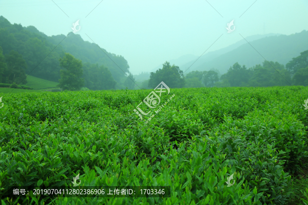 茶園