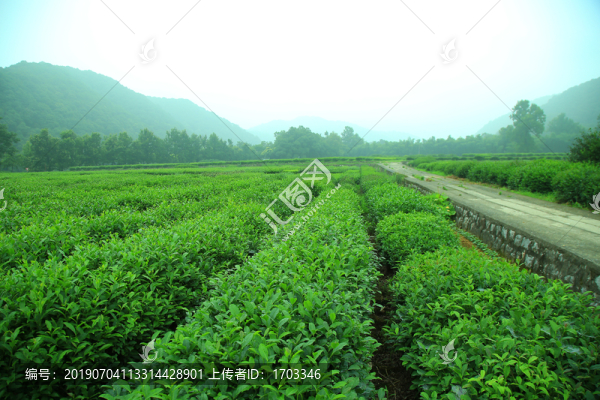 茶園