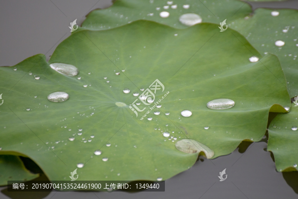 荷葉水滴