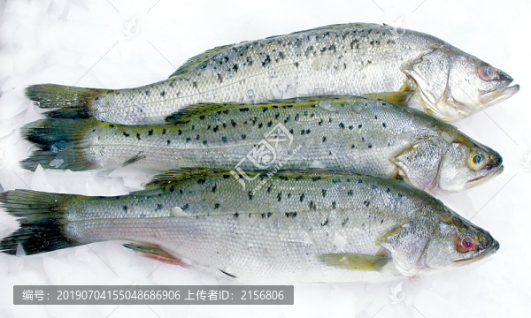 冰鮮海鱸魚(yú)