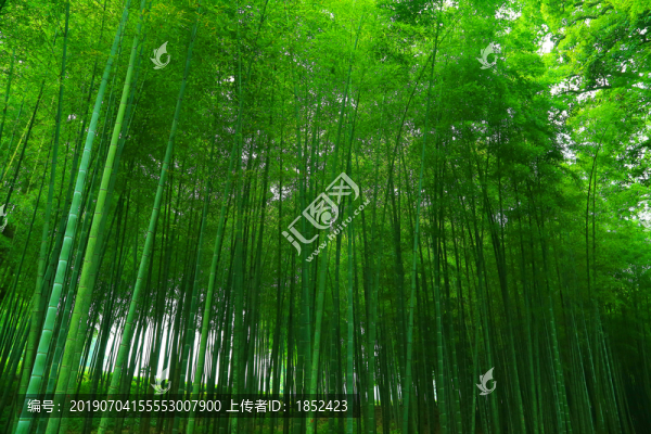竹林