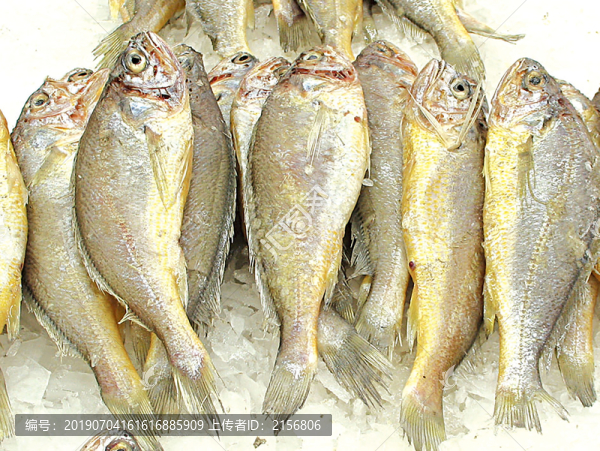 魚