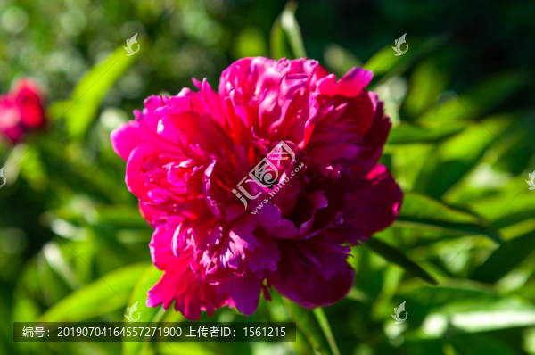 花開富貴