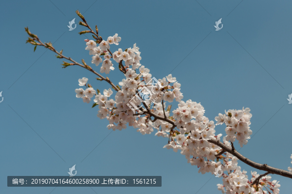 一支櫻花