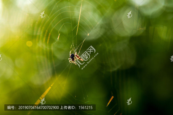 蜘蛛