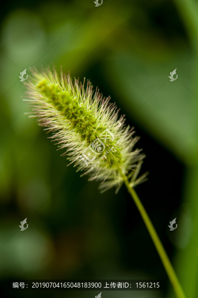 狗尾巴草