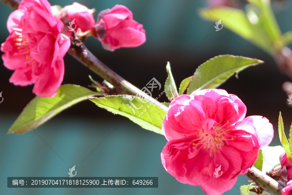 桃花開