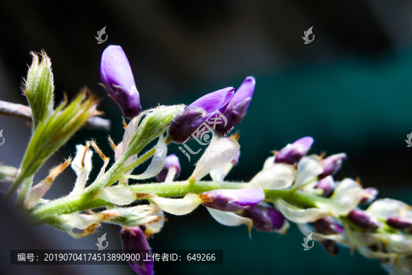 紫藤花