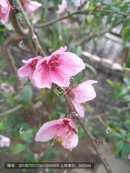 桃花