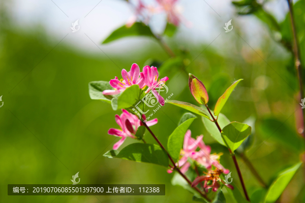 忍冬金銀花花蕾花朵花瓣