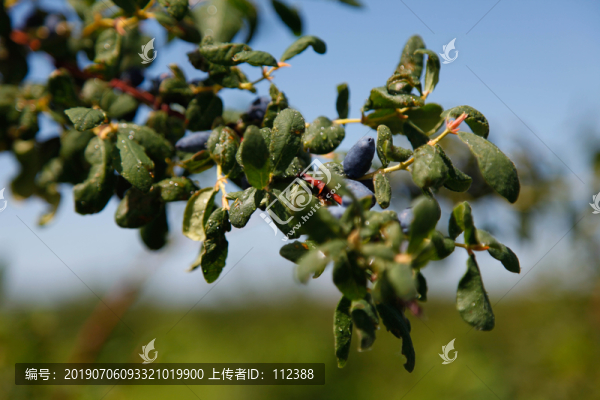 果園藍(lán)果忍冬灌木果實(shí)藍(lán)黑色卵型