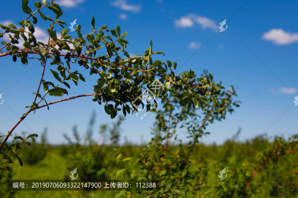 果園藍(lán)果忍冬灌木果實(shí)藍(lán)黑色卵型