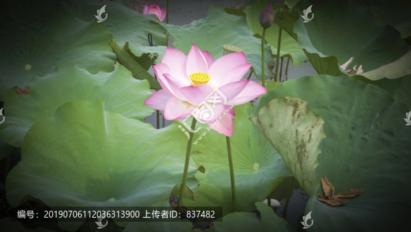 銅官窯古鎮(zhèn)荷花綻放