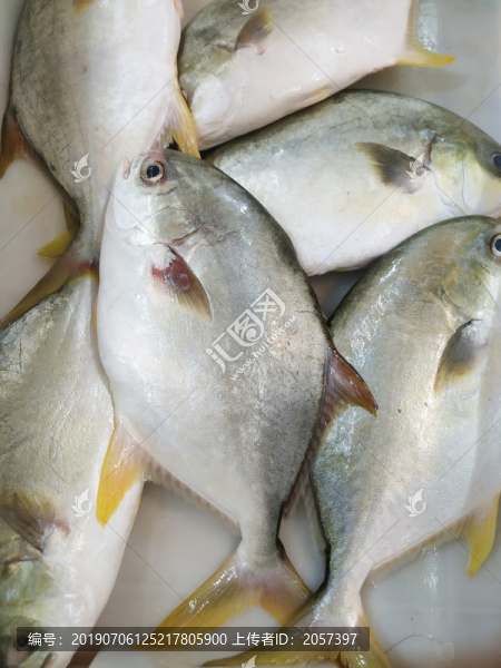 白倉(cāng)魚