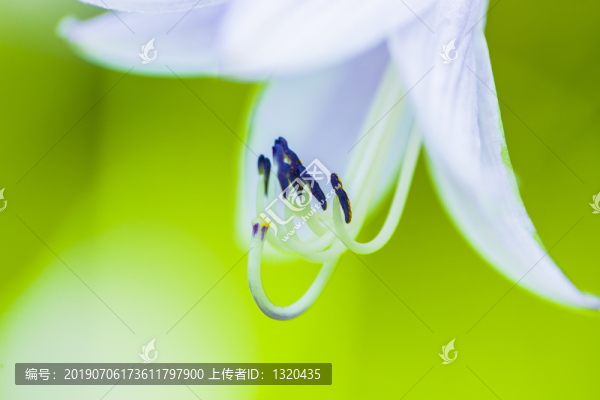 白玉簪花蕊