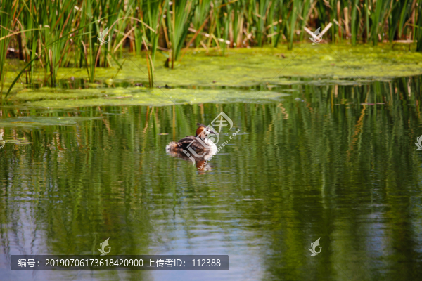 鳳頭??母愛養(yǎng)育撫育冠??浪裏