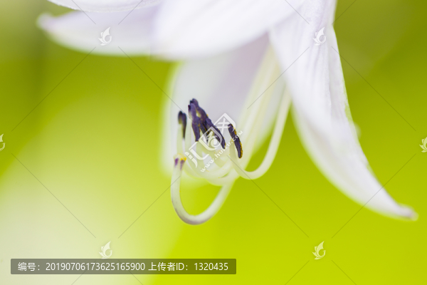 白玉簪花蕊
