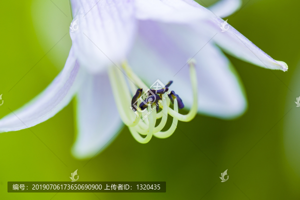 白玉簪花蕊