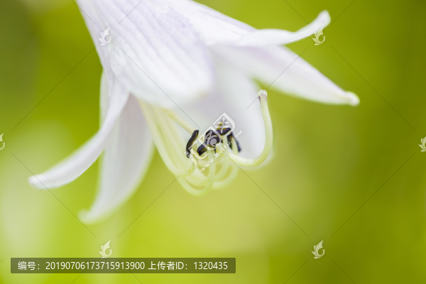 白玉簪花蕊