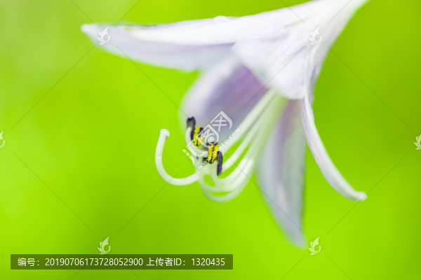 白玉簪花蕊