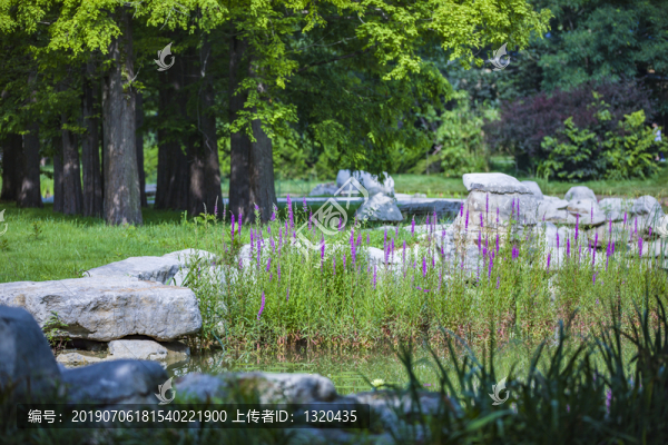 景觀樹林園林