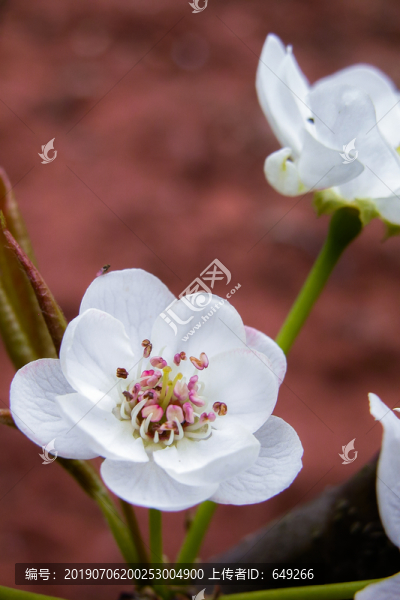 梨花開