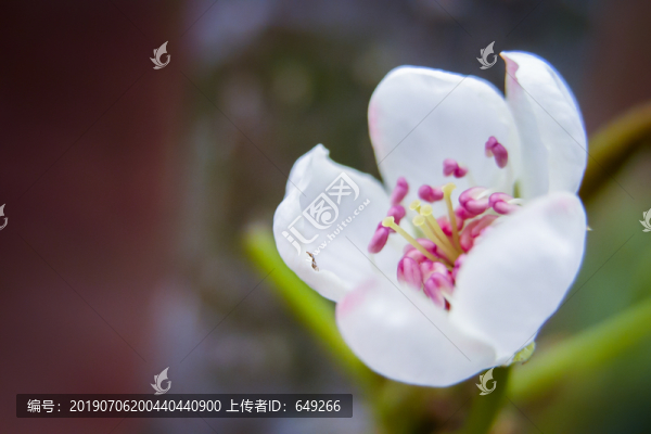 梨花開(kāi)