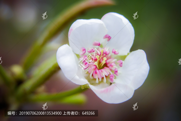 梨花開