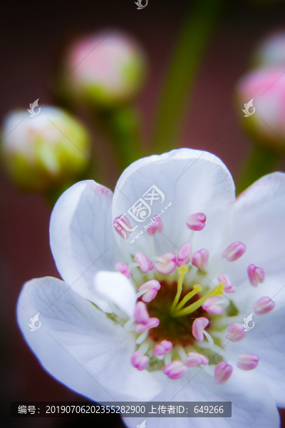 梨花開