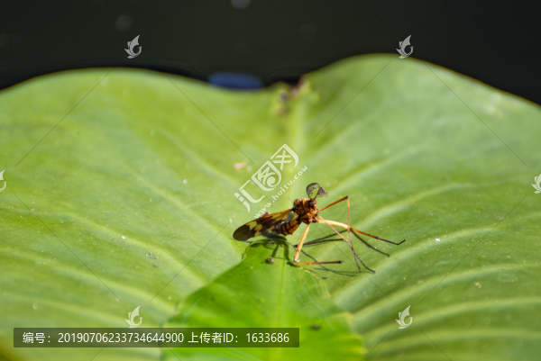蜻蜓
