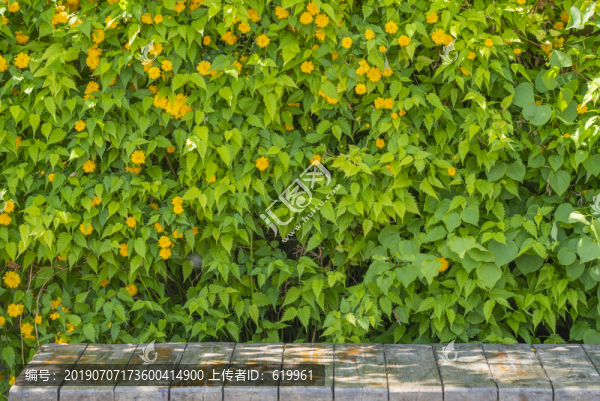 黃花綠植墻