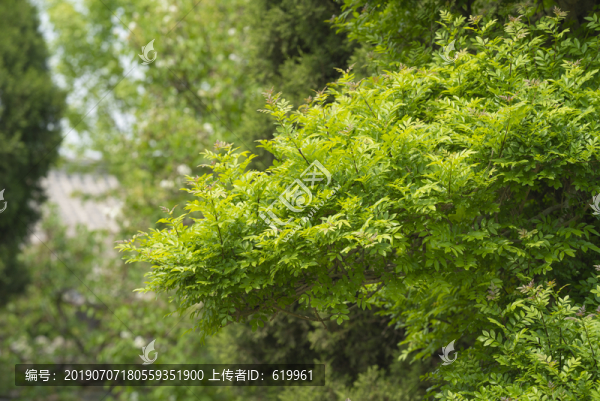 對(duì)節(jié)白蠟綠葉