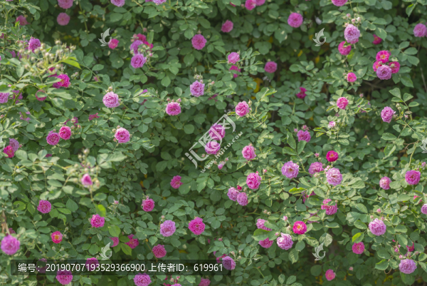 薔薇花