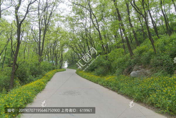 槐樹林中延伸到遠(yuǎn)方的公路