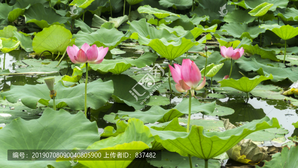 小荷才露尖尖角