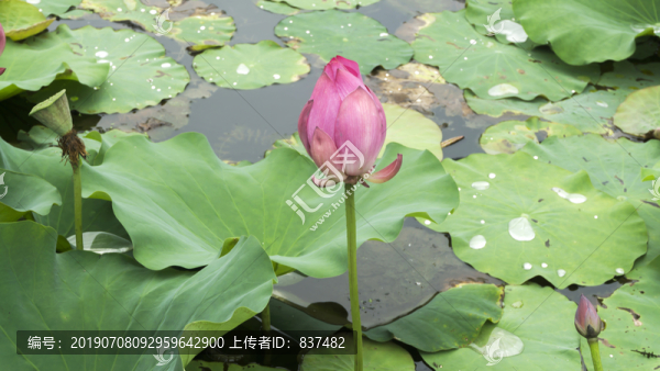 小荷才露尖尖角